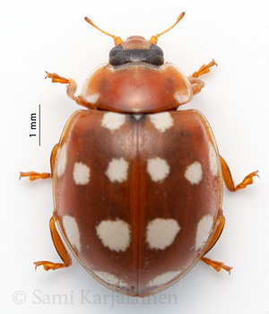 Calvia quatuordecimguttata