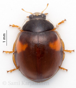 Adalia decempunctata