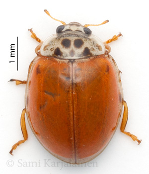 Adalia decempunctata