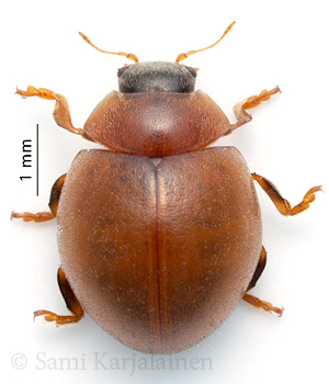 Cynegetis impunctata