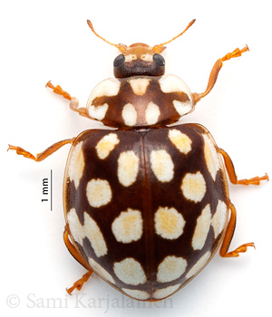 Sospita vigintiguttata