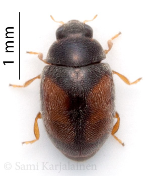 Nephus redtenbacheri