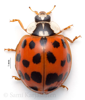 Harmonia axyridis