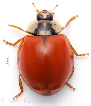 Harmonia axyridis