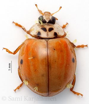 Harmonia axyridis