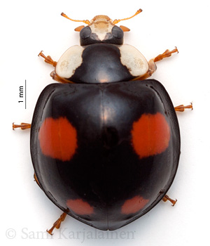 Harmonia axyridis