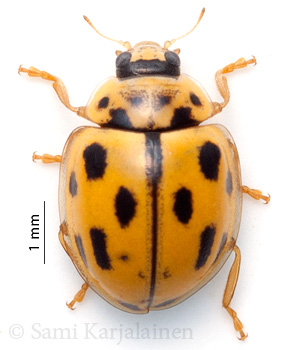 Propylea quatuordecimpunctata