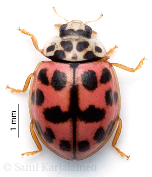 Oenopia conglobata
