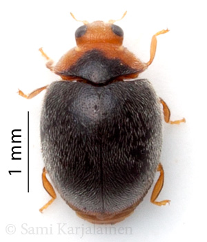Scymnus auritus