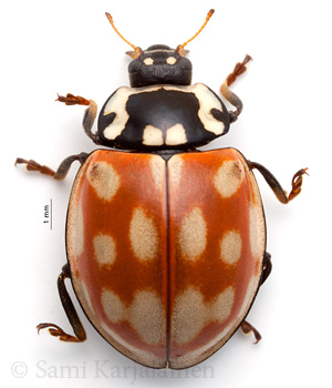 Anatis ocellata