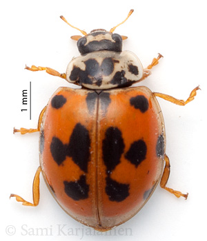 Adalia decempunctata