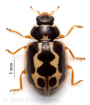 Anisosticta novemdecimpunctata
