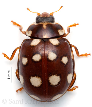 Calvia quatuordecimguttata