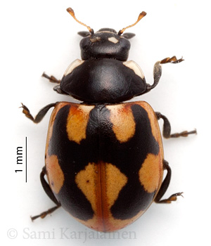 Coccinella hieroglyphica