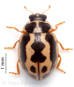 Anisosticta strigata