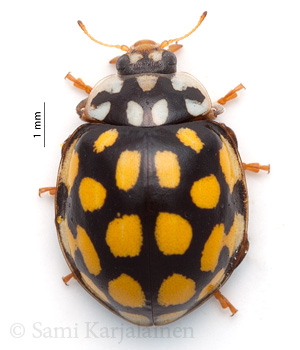 Sospita vigintiguttata