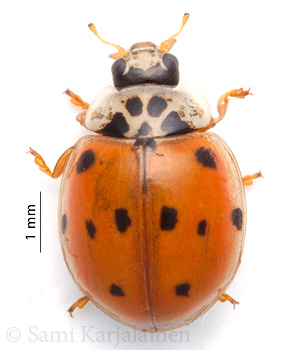 Adalia decempunctata