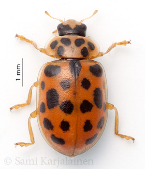 Anisosticta novemdecimpunctata