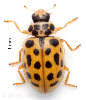 Anisosticta novemdecimpunctata