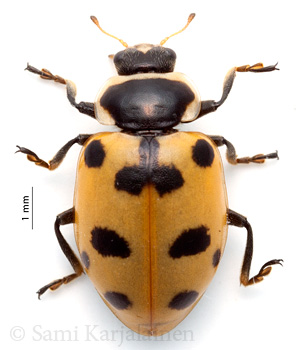 Hippodamia septemmaculata