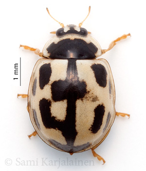 Propylea quatuordecimpunctata