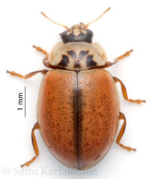 Aphidecta obliterata