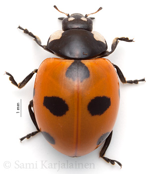 Coccinella magnifica