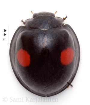 Chilocorus renipustulatus