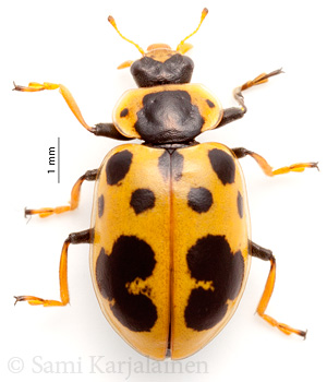 Hippodamia tredecimpunctata