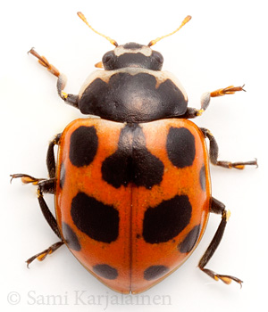 Ceratomegilla notata