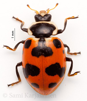 Hippodamia septemmaculata