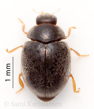 Scymnus rubromaculatus