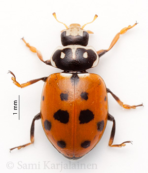 Hippodamia variegata