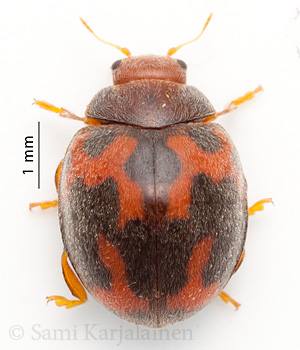 Subcoccinella vigintiquatuorpunctata