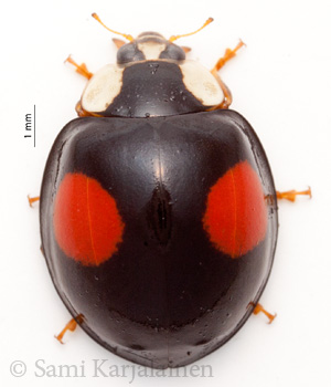 Harmonia axyridis