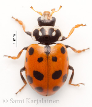 Hippodamia variegata