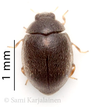 Stethorus pusillus