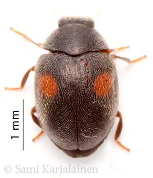 Scymnus suffrianioides