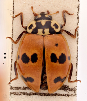 Adalia bipunctata ssp. frigida