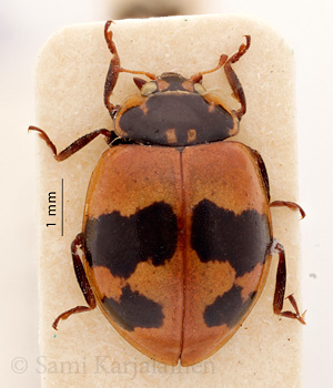 Adalia bipunctata ssp. frigida